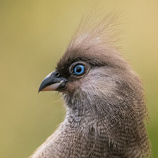 Debre Zeit - Speckled mousebird close-up